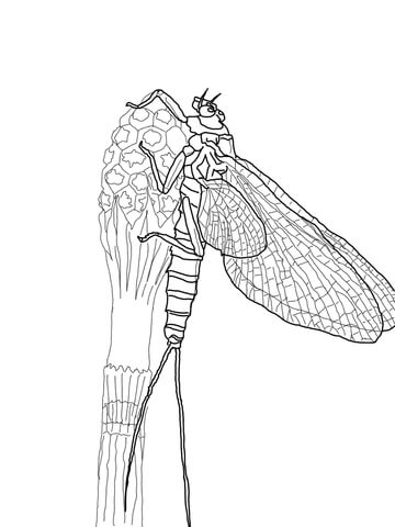 March Brown Mayfly Coloring Page